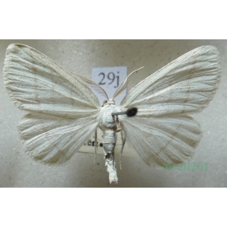 Cabera pusaria (Linnaeus, 1758) Ciemnokres wierzbowiec Czech29j